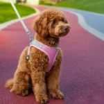 Reflective Soft Mesh Pet Harness & Leash Set - Image 6